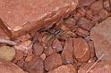 Miturga_lineata_D3478_Z_75_Karinji NP_Australie